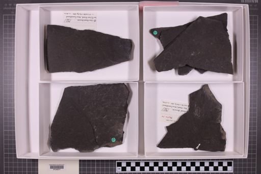 mixed taxa, stratigraphic collection