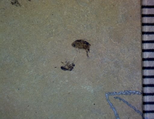 undet. Insecta