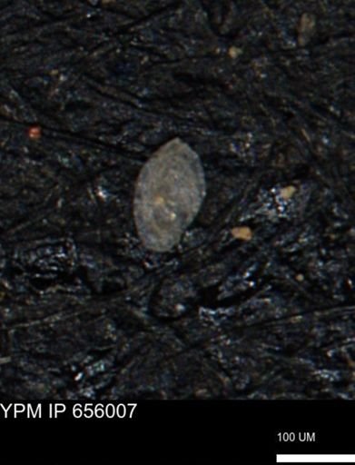 Spirolocammina subcircularis