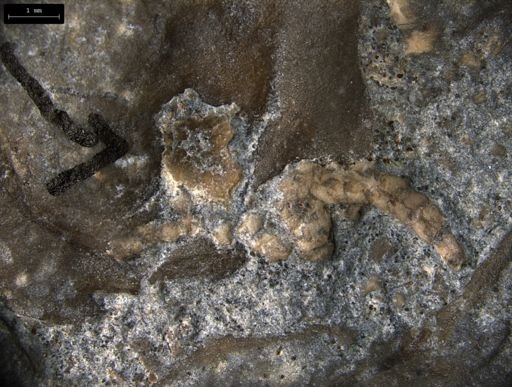 Aplocoma damesii