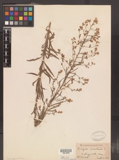Erigeron canadensis