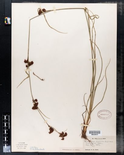 Rhynchospora glomerata