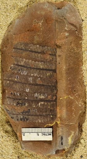 Pecopteris
