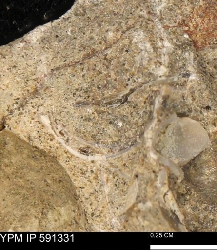 undet. Bivalvia