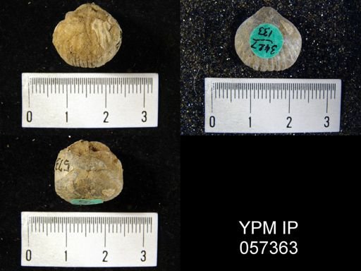 Uncinulus sp.
