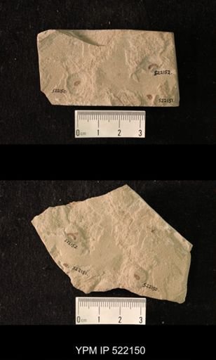undet. Hexapoda