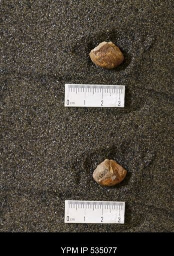 Scaphites cf. hippocrepis