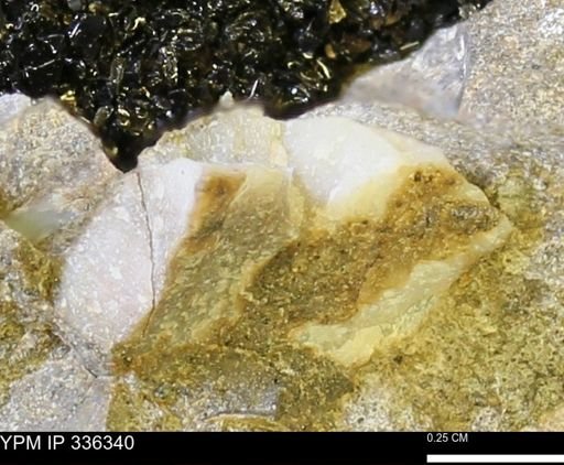 undet. Mollusca