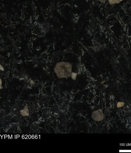 undet. Foraminiferida
