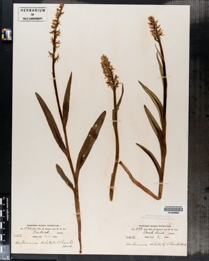 Habenaria