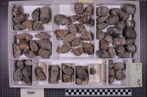 mixed taxa, stratigraphic collection