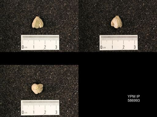 Rhynchotrema anticostiensis