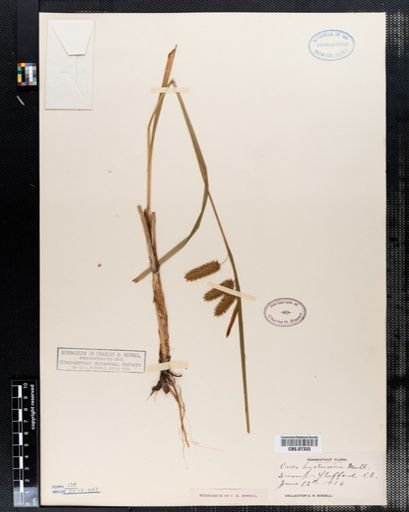 Carex hystericina