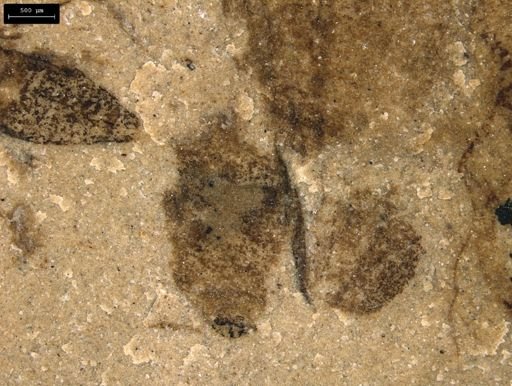 undet. Hemiptera