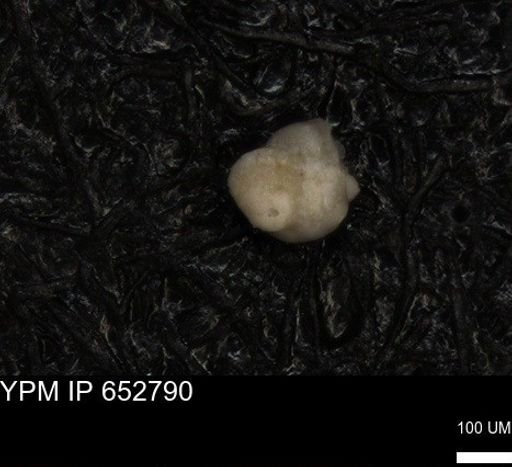 undet. Foraminiferida