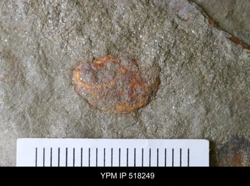 undet. Arthropoda