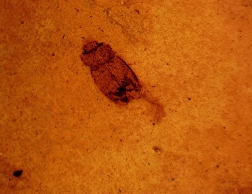 undet. Coleoptera