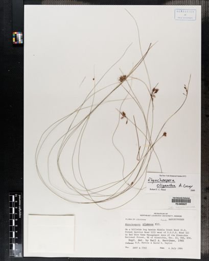 Rhynchospora