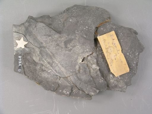 Podozamites lanceolatus