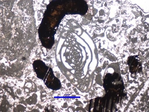 Triticites cameratoides
