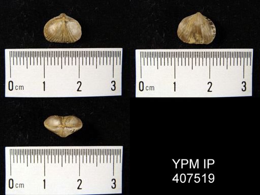 Zygospira paupera