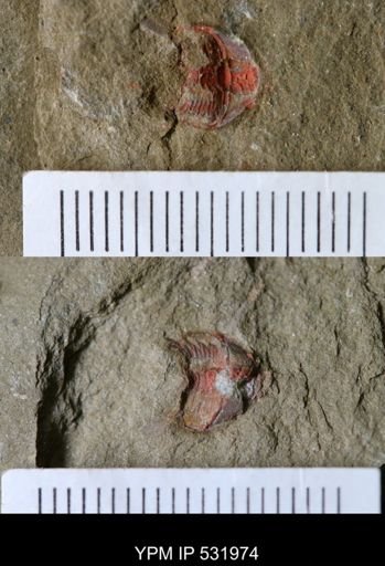 undet. Trilobita