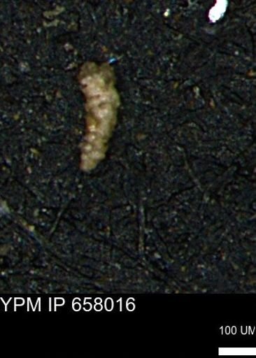 Verneuilinoides kansasensis