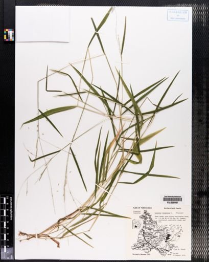 Leersia virginica