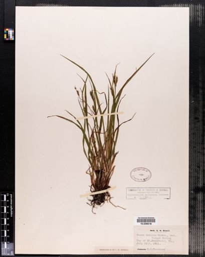 Carex debilis