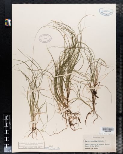 Carex disperma