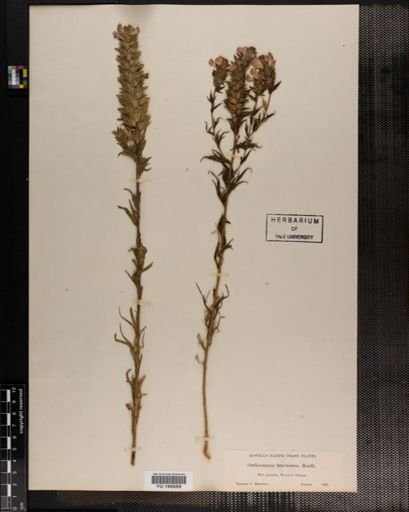 Plantae