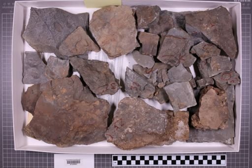 mixed taxa, stratigraphic collection