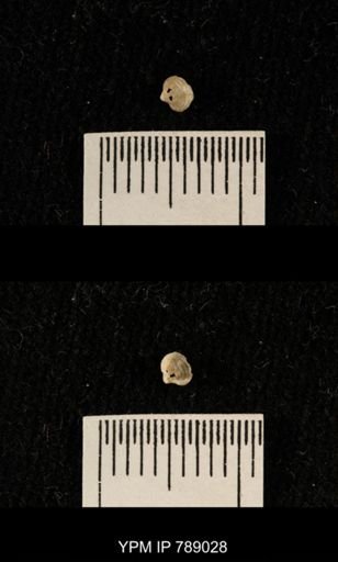 undet. Brachiopoda
