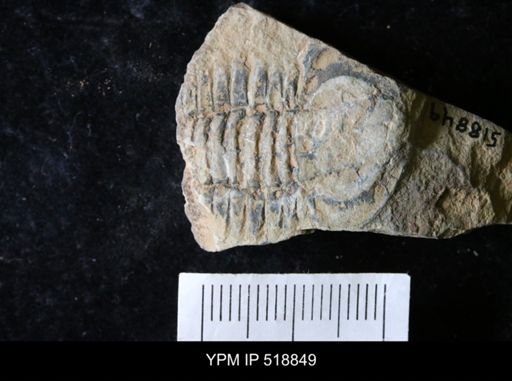 Resserops sp.