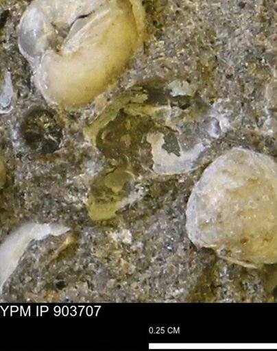 undet. Bivalvia