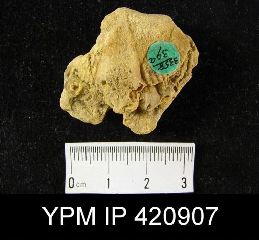 Spirifer whitneyi