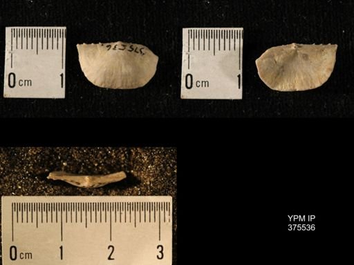 Chonetes granulifer