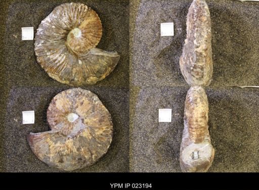 Jeletzkytes nebrascensis