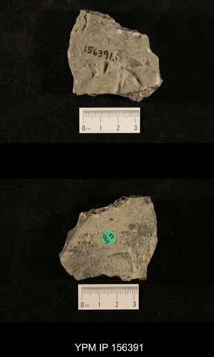 Ceraurus pleurexanthemus