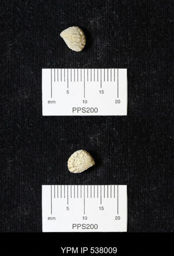 Plicatula dentonensis