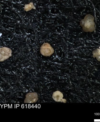 undet. Foraminiferida