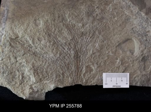 Bryozoa?