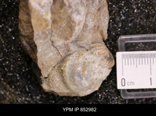 Inoceramus sp.