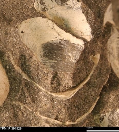 Protocardia sp.