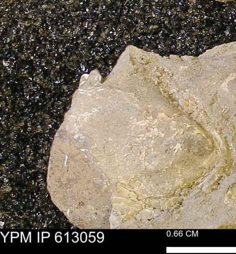 undet. Bivalvia