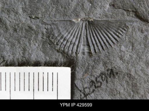 Mucrospirifer thedfordensis
