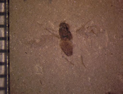undet. Diptera