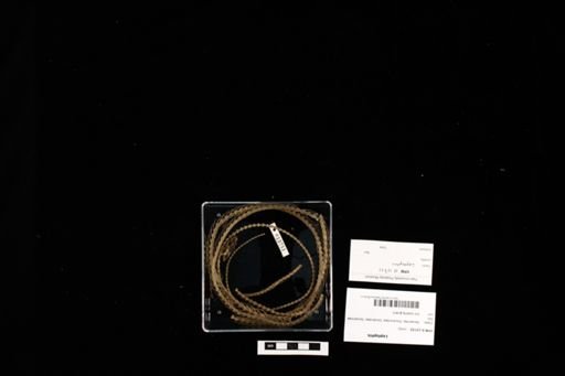 Leptophis