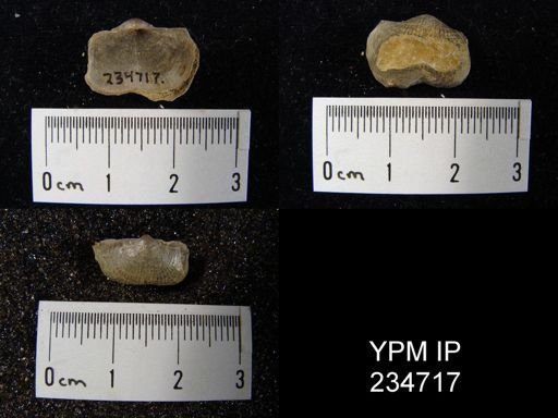 Marginifera splendens