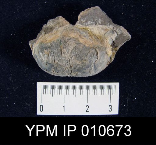 Productus semistriatus
